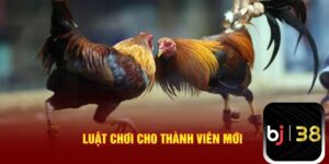 Nắm rõ luật cá cược